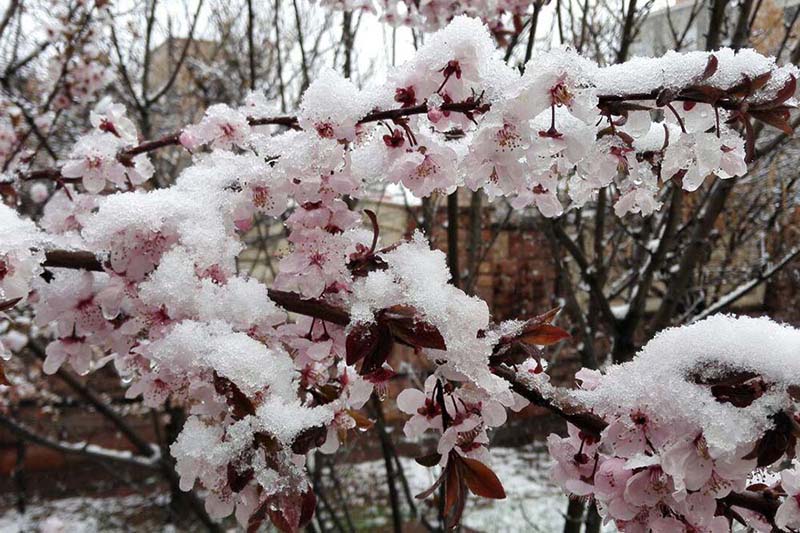 سرمازدگي به 80 درصد باغات خنداب خسارت وارد كرد