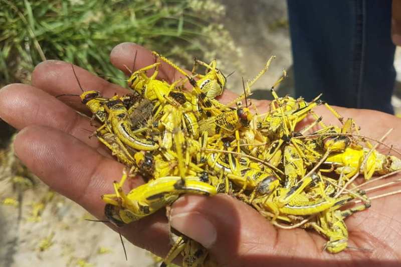 ملخ صحرایی مرده برای خوراک دام و طیور استفاده نشود ملخ صحرایی مرده برای خوراک دام و طیور استفاده نشود