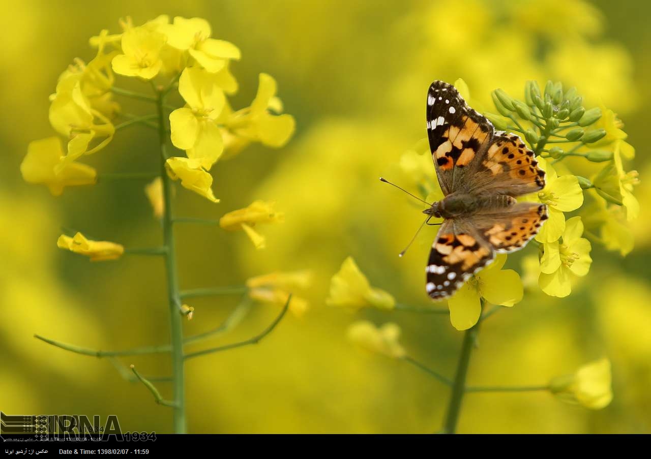 Fields of oilseed rape in northeast Iran