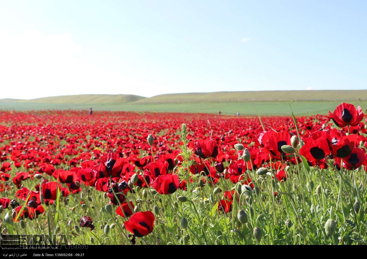 Moghan Plain in spring