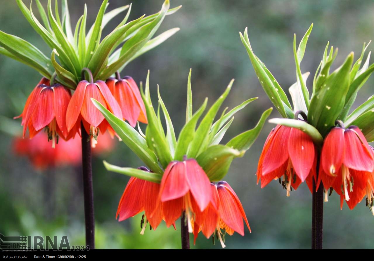 Fritillaria bringen das Frühlingsgefühl Fritillaria bringen das Frühlingsgefühl
