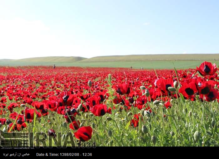 Frühlingsnatur im Westen Irans Frühlingsnatur im Westen Irans