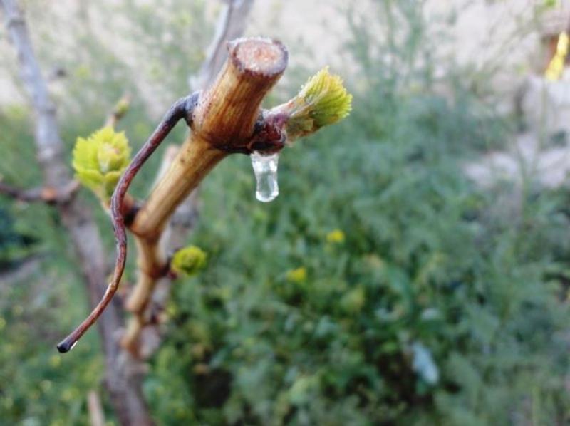 سرما تاكستان های فاروج را تكاند سرما تاكستان های فاروج را تكاند