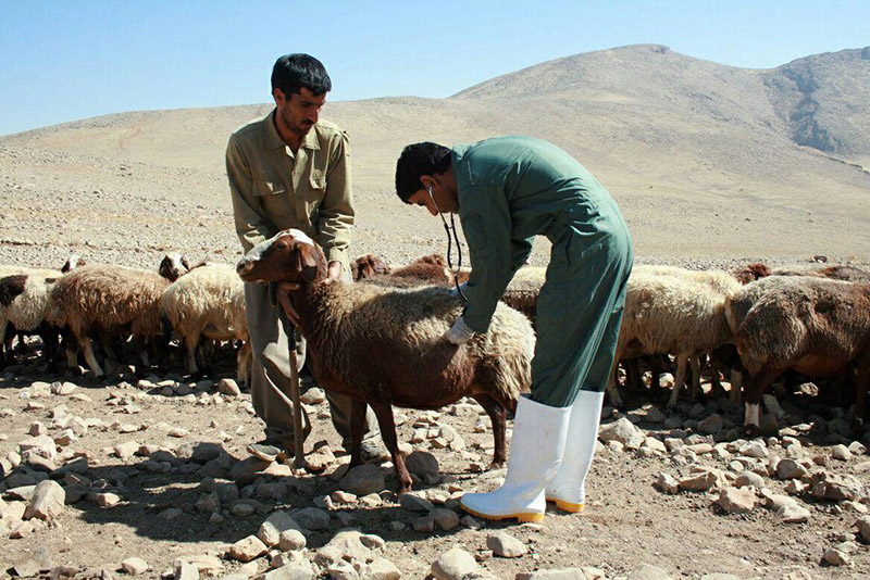 مايه كوبي بيش از 3 ميليون راس دام در كردستان آغاز شد