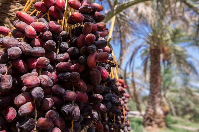 صادرات خرما محدود می شود