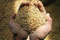 سامانه خرید مستقیم برنج از كشاورزان مازندران راه اندازی شد