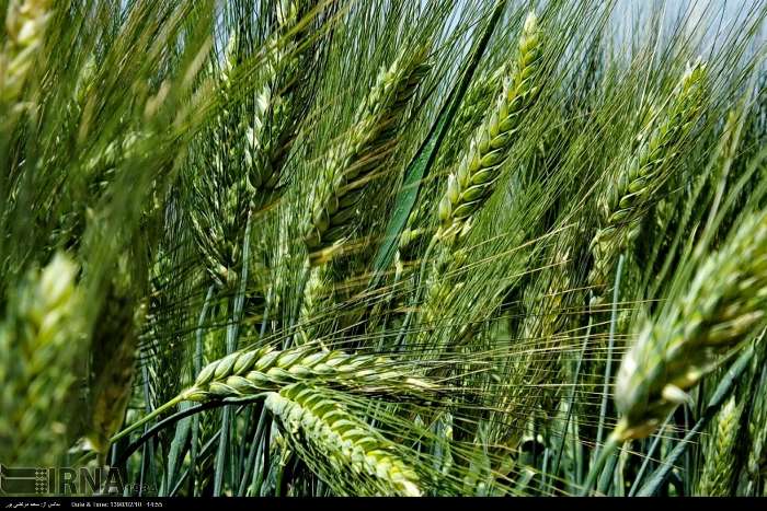 هشت مرکز تعاون روستایی دزفول آماده خرید تضمینی گندم و کلزا