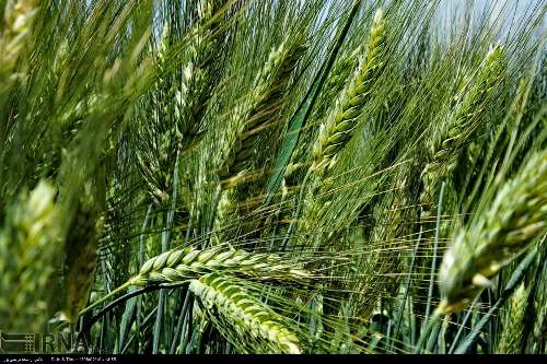 هشت مرکز تعاون روستایی دزفول آماده خرید تضمینی گندم و کلزا