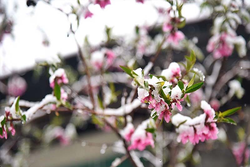 سیل وسرما 8400میلیارد ریال به محصولات كشاورزی زنجان خسارت زد سیل وسرما 8400میلیارد ریال به محصولات كشاورزی زنجان خسارت زد