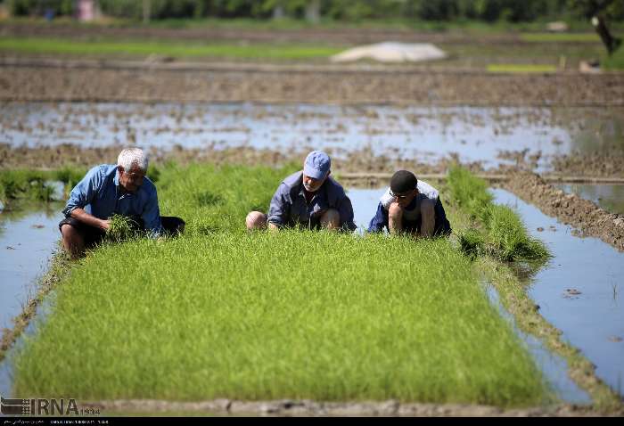 نشاکاری برنج با دستمزد ۷۰۰ هزار تومانی در مازندران