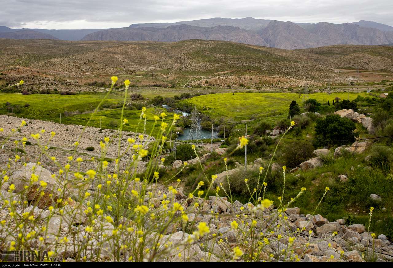 بارندگی‌ها، گندمزارهای خوزستان را باطراوت کرد