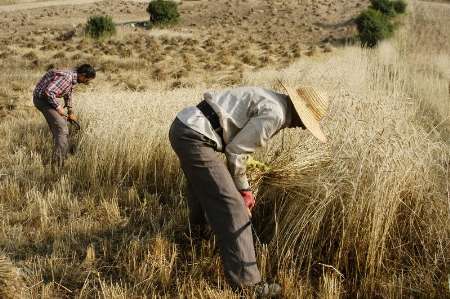 اختصاص 5 هزار و 800 میلیارد تومان برای اشتغال روستایی