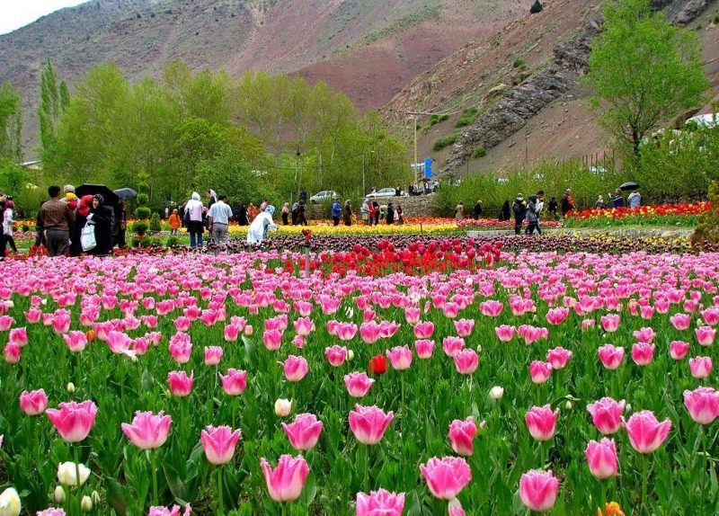 مهرجان الزنابق في محافظة البرز يستضيف 500 الف سائح مهرجان الزنابق في محافظة البرز يستضيف 500 الف سائح