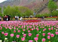 Alborz prov hosting 21st Tulip Festival