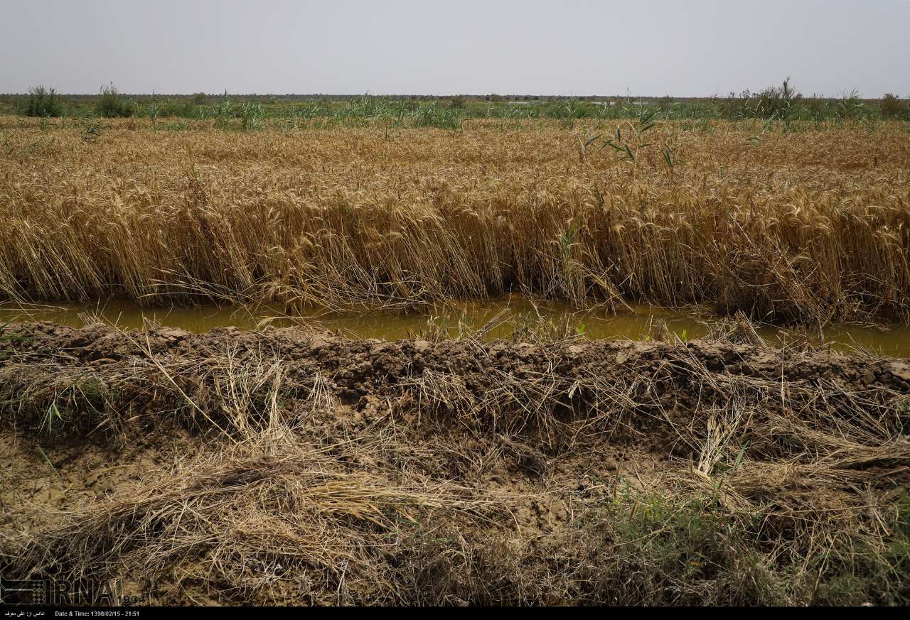۱۲۸ هزار تن گندم خوزستان در بارندگی‌های اخیر نابود شد