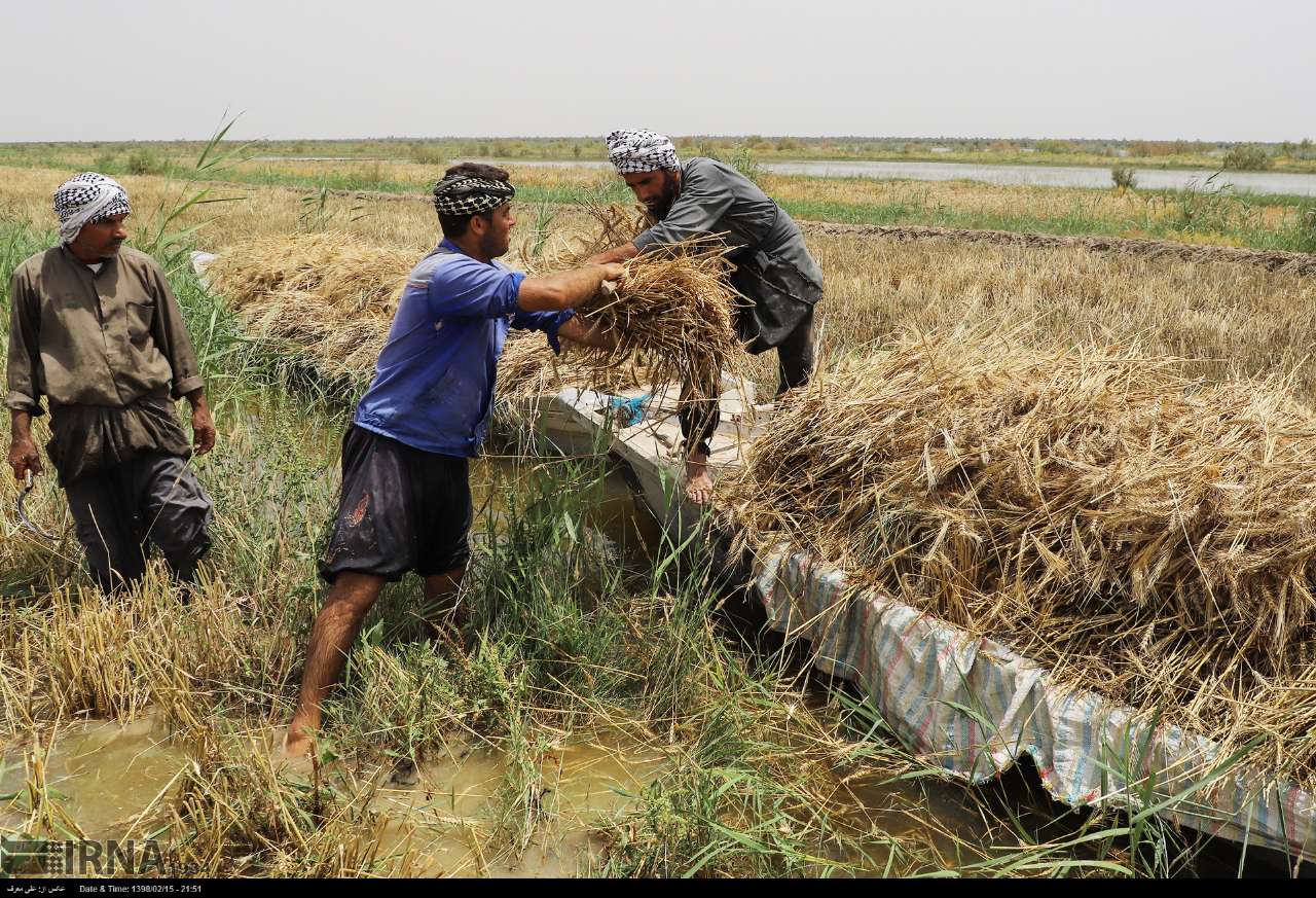 هشدار هواشناسی درباره خسارت به محصولات کشاورزان در ۱۹ استان