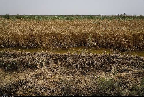 سیلاب و بارندگی ۳۰۰ میلیارد ریال خسارت به کشاورزی و راه‌های سرپل ذهاب وارد کرد