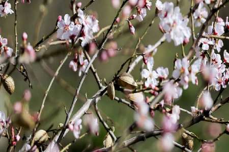 تازيانه هاي سرد سرما بر پيكر نحيف جوانه هاي نو رسته