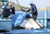 ژاپن صيد نهنگ را بار ديگر در محدوده آب هاي سرزميني آغاز كرد