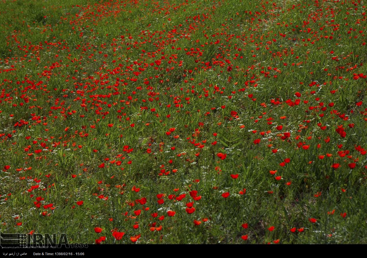 Feld von Roten Mohnblumen Feld von Roten Mohnblumen