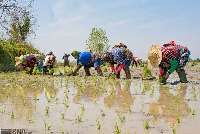 كشاورزی همراه با بازسازی در روستاهای سیلزده مازندران