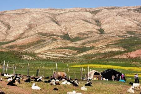 مراتع سميرم آماده چراي500 هزار رأس دام است