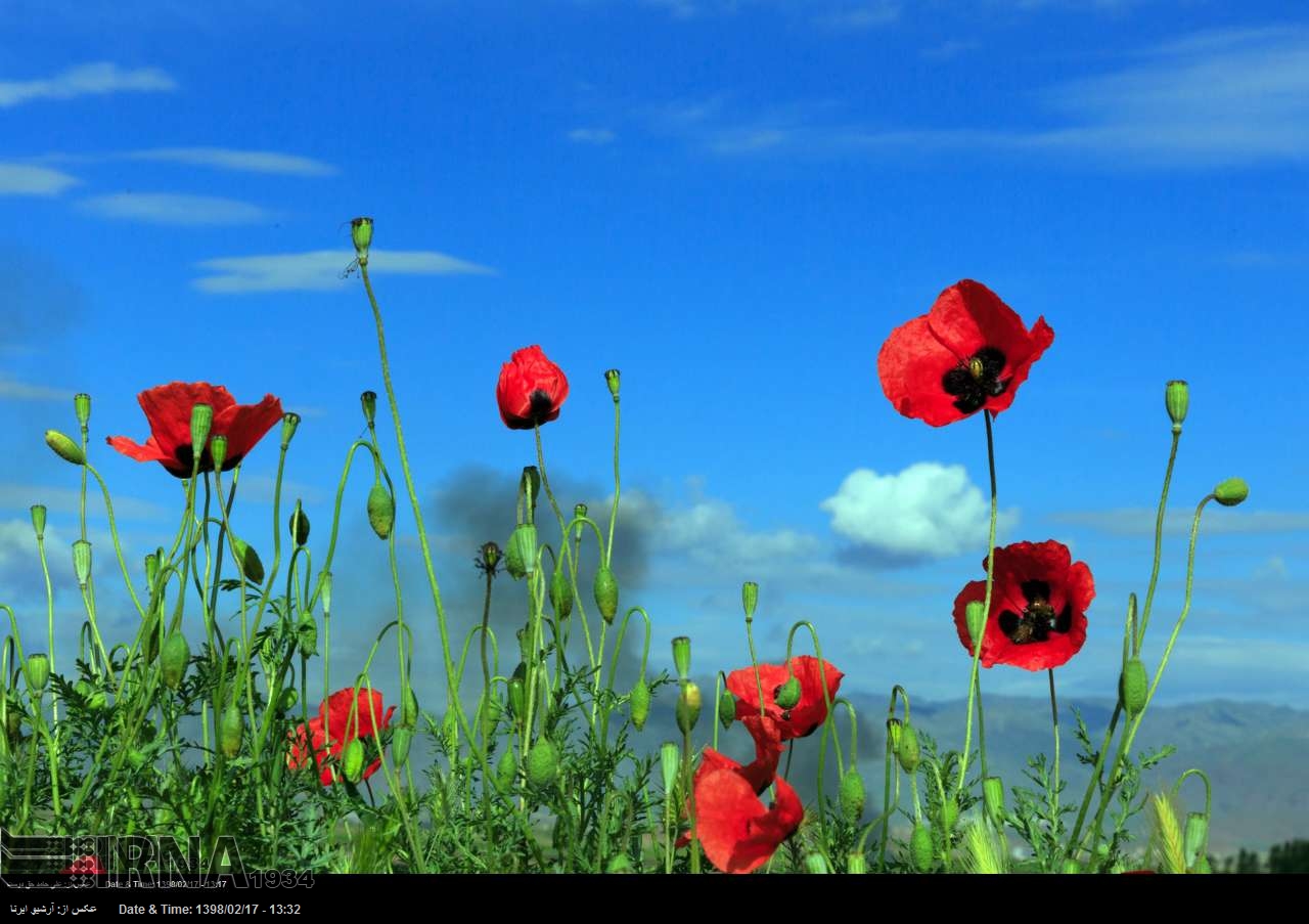 Die Welt duftet nach Blumen Die Welt duftet nach Blumen