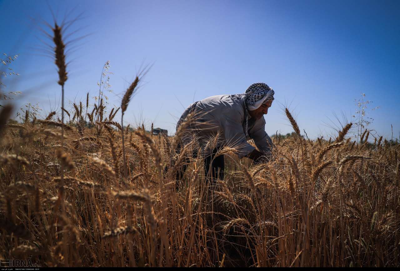50 درصد محصول گندم خوزستان درو شد