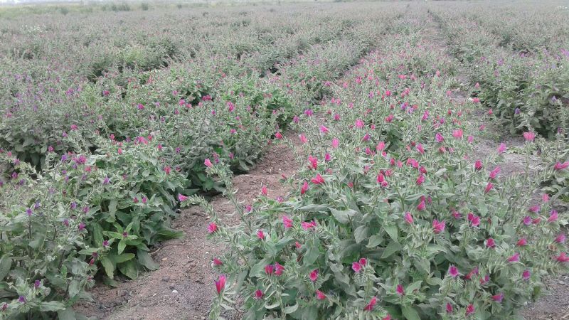 برداشت گل گاو زبان و بابونه در گنبدكاووس آغاز شد - ایرنا