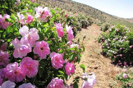 سطح زيركشت گل محمدي در سيستان و بلوچستان به 55 هكتار رسيد