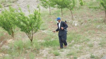 باغداران در مبارزه با آفات از روغن امولسيون استفاده نكنند