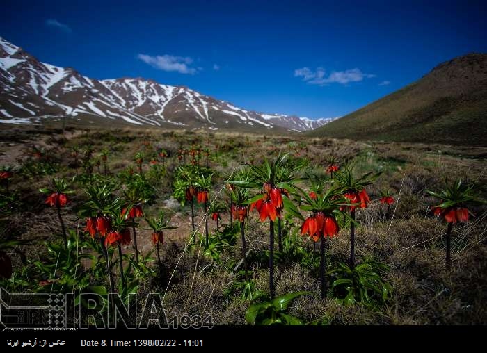 Feld von Fritillaria in Provinz Isfahan Feld von Fritillaria in Provinz Isfahan