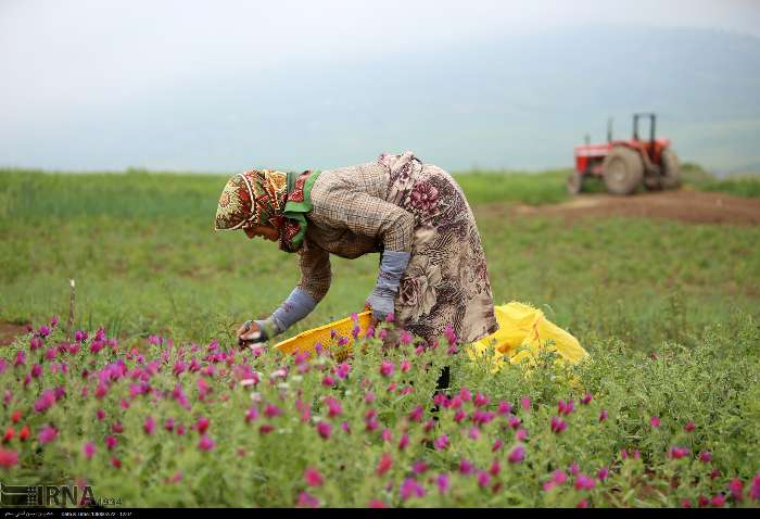 جمع‌آوری بذر ۲۱۸ گونه گیاه دارویی استان اردبیل برای مقابله با خشکسالی