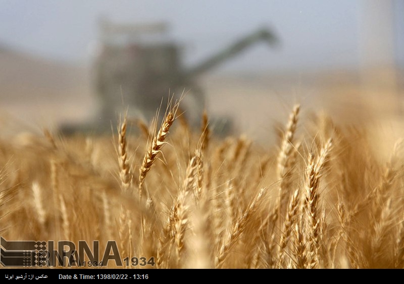 Irán, autosuficiente en la producción de trigo Irán, autosuficiente en la producción de trigo