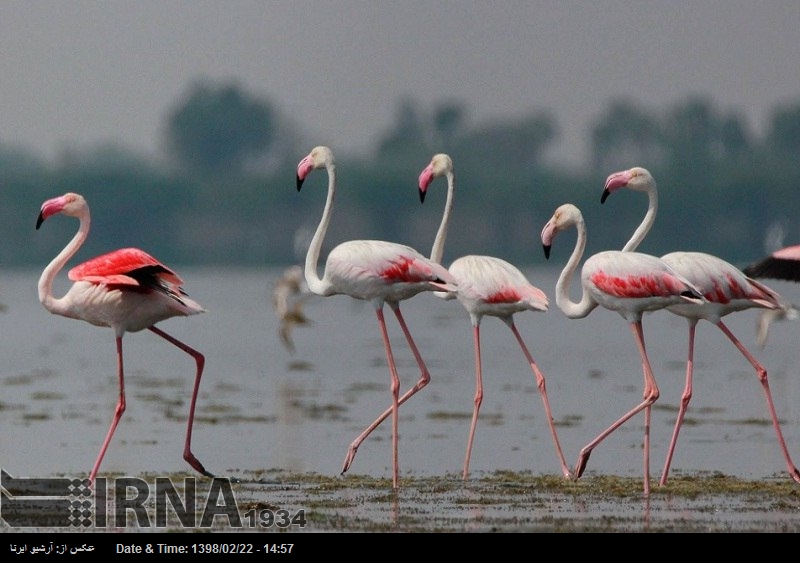 Los flamencos vuelven a Isfahán Los flamencos vuelven a Isfahán