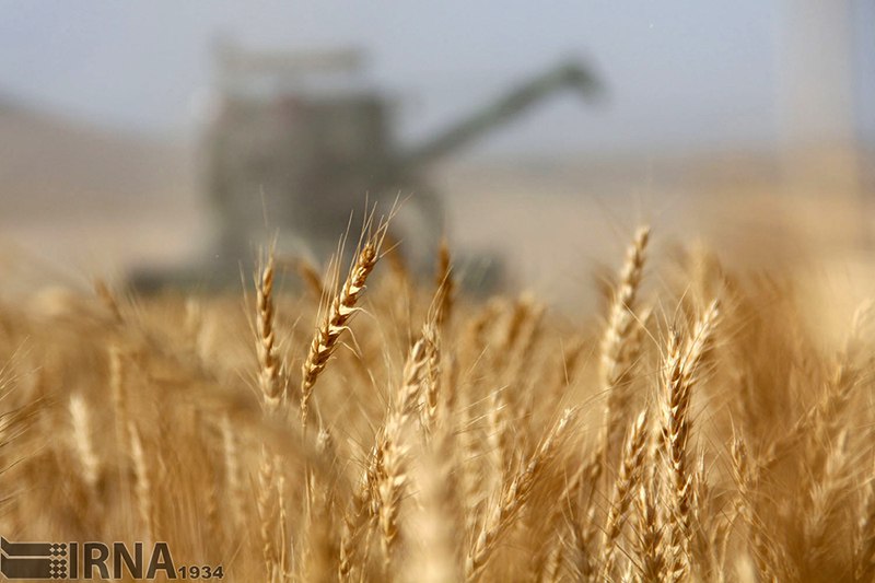 Weizenproduktion: Iran bleibt autark Weizenproduktion: Iran bleibt autark