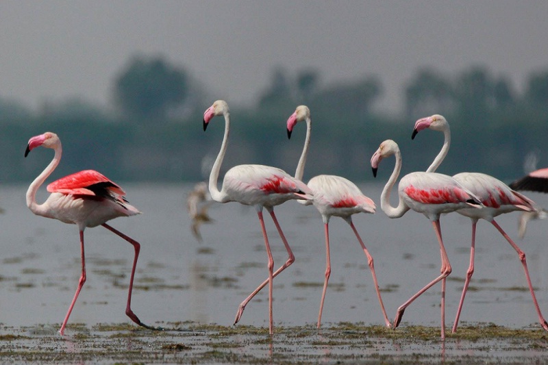 Einwanderer Flamingos kehren wieder nach Isfahan zurück Einwanderer Flamingos kehren wieder nach Isfahan zurück