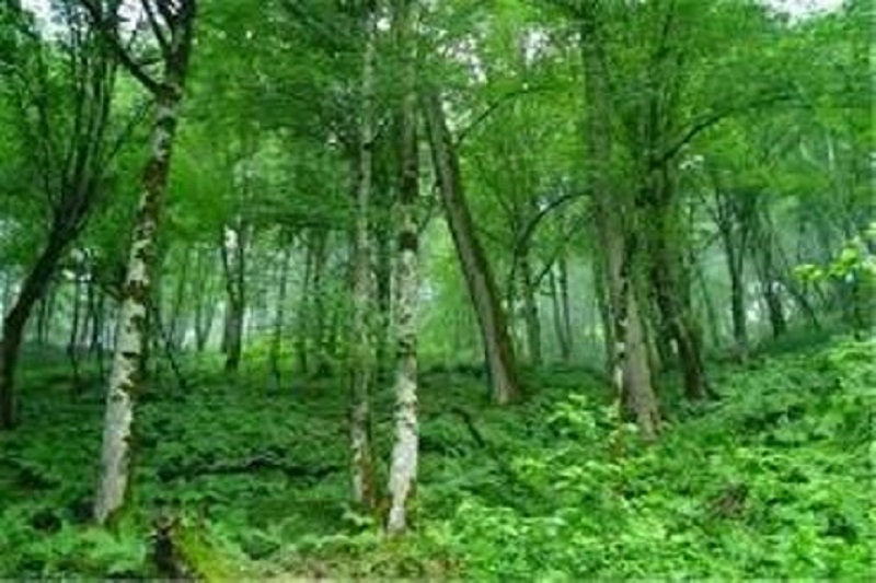 گشت مشترك برای حفظ اراضی ملی هم مرز گیلان و اردبیل ضروری است گشت مشترك برای حفظ اراضی ملی هم مرز گیلان و اردبیل ضروری است