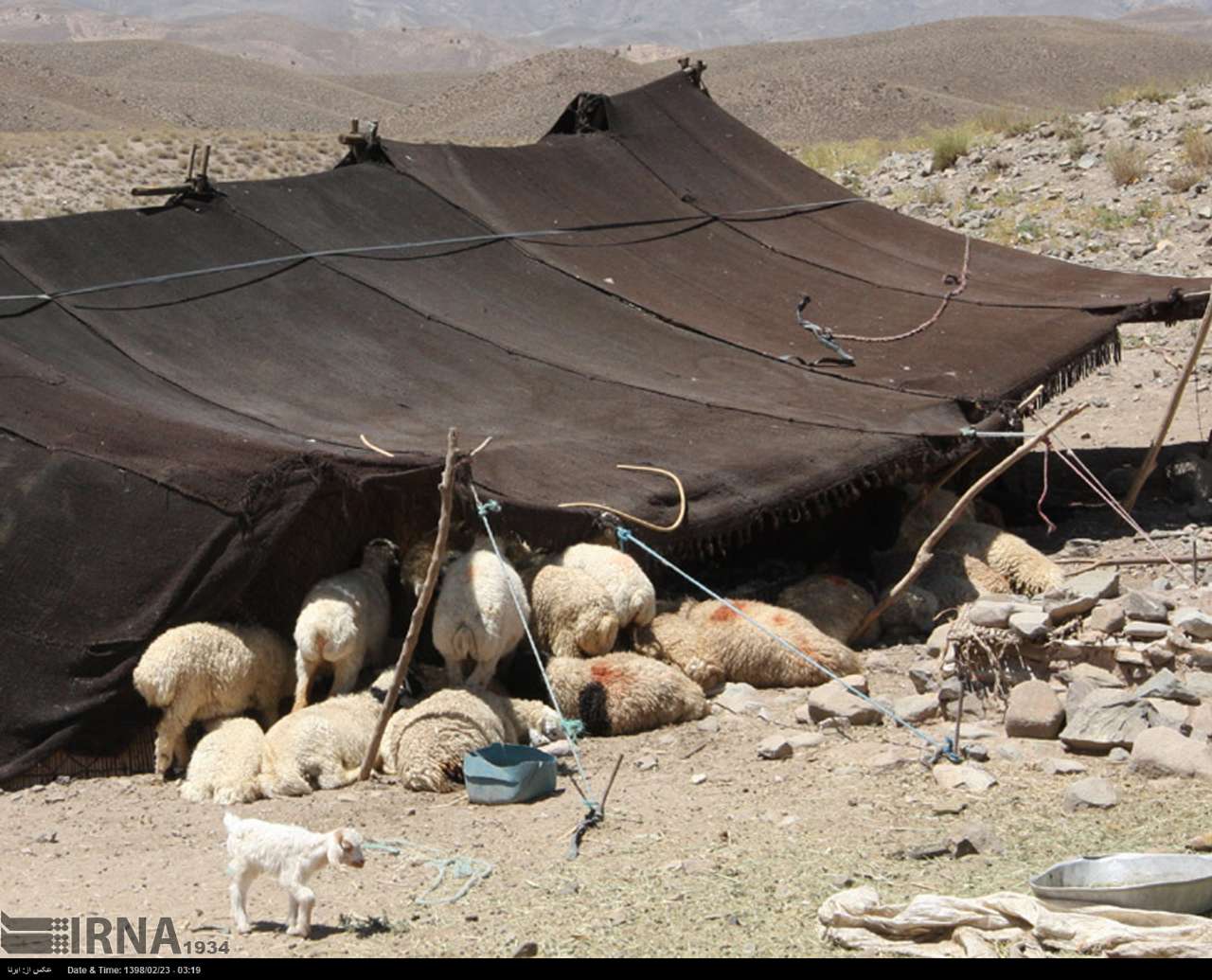 زندگی عشایری در جنوب استان - ایرنا