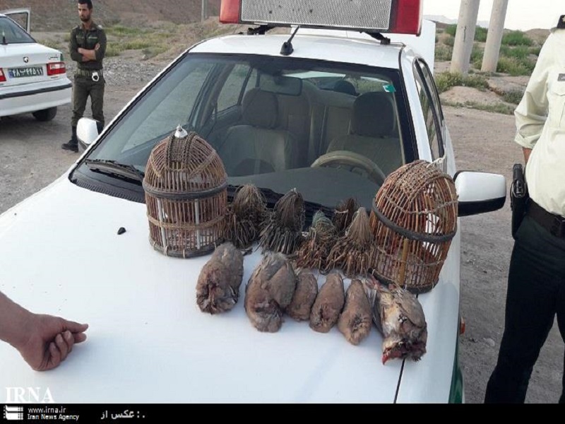 صياد پرندگان وحشي در تربت حيدريه به خدمت رايگان محكوم شد صياد پرندگان وحشي در تربت حيدريه به خدمت رايگان محكوم شد