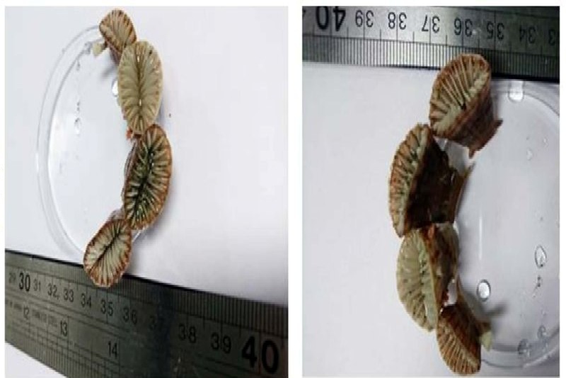 Iran discovers solitary corals in Persian Gulf Iran discovers solitary corals in Persian Gulf
