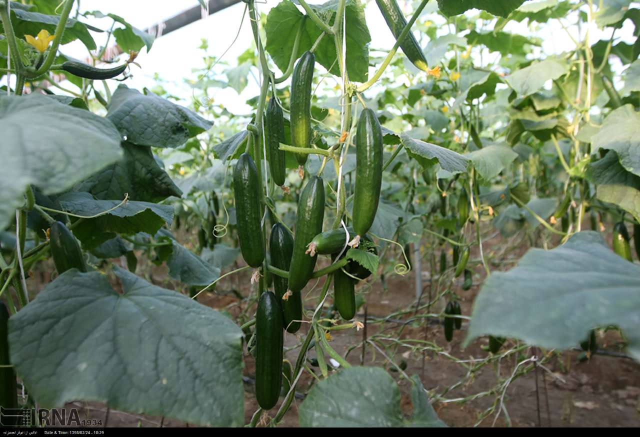۱۰ هزار متر گلخانه کوچک در روستاهای سبزوار ایجاد شد ۱۰ هزار متر گلخانه کوچک در روستاهای سبزوار ایجاد شد
