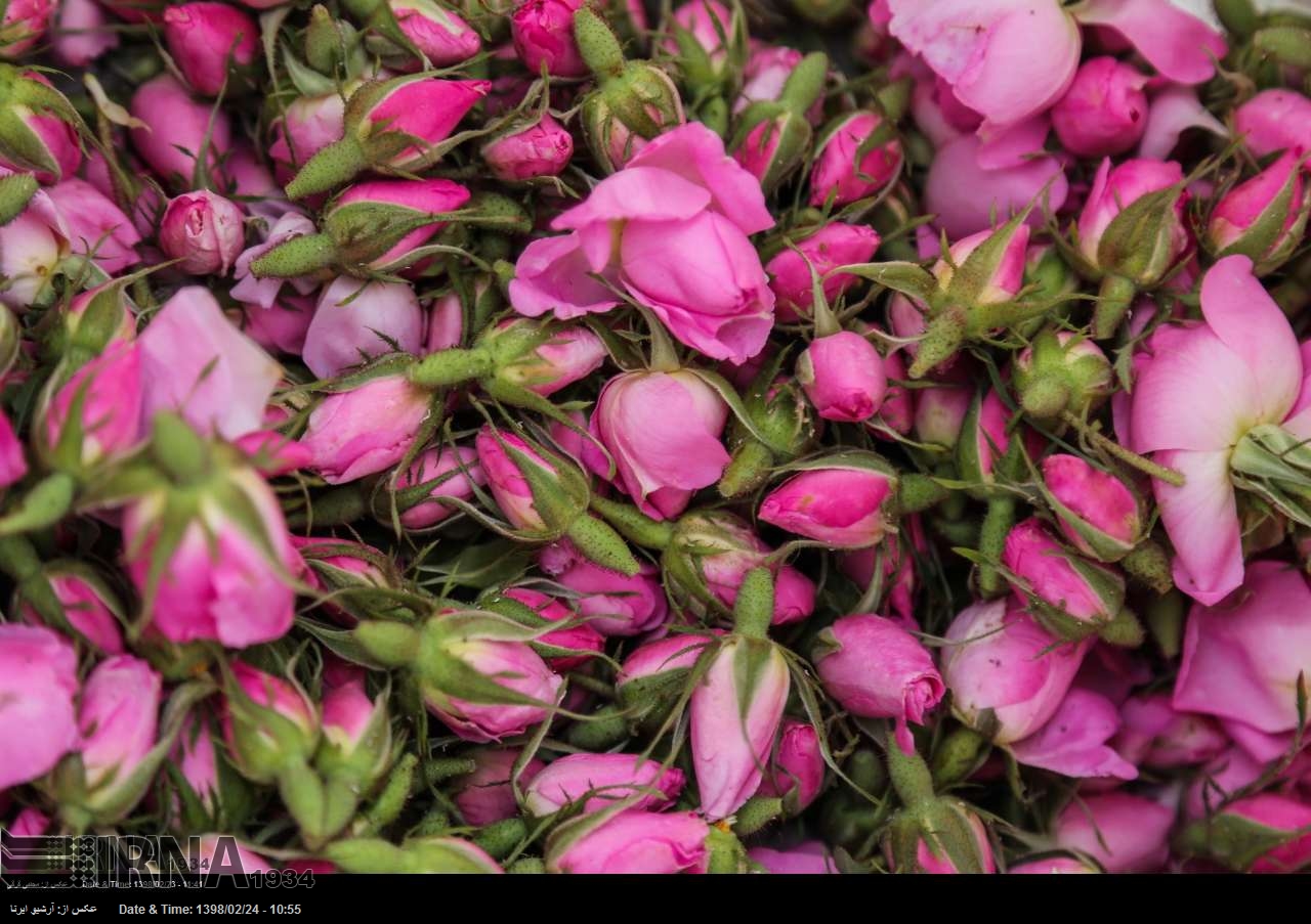 Rose harvest in east Iran