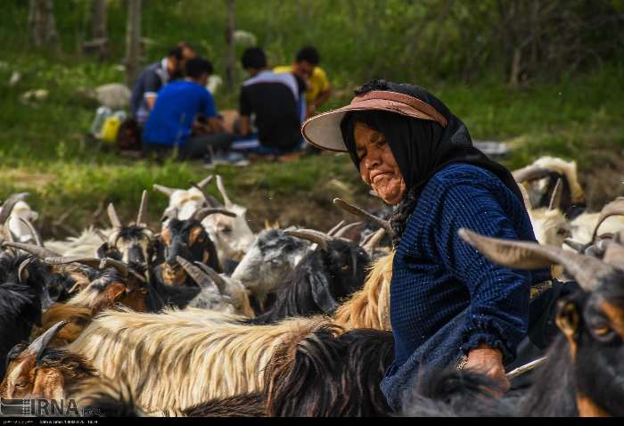 بسته های حمایتی دولت از دامداران کهگیلویه و بویراحمدی در راه است