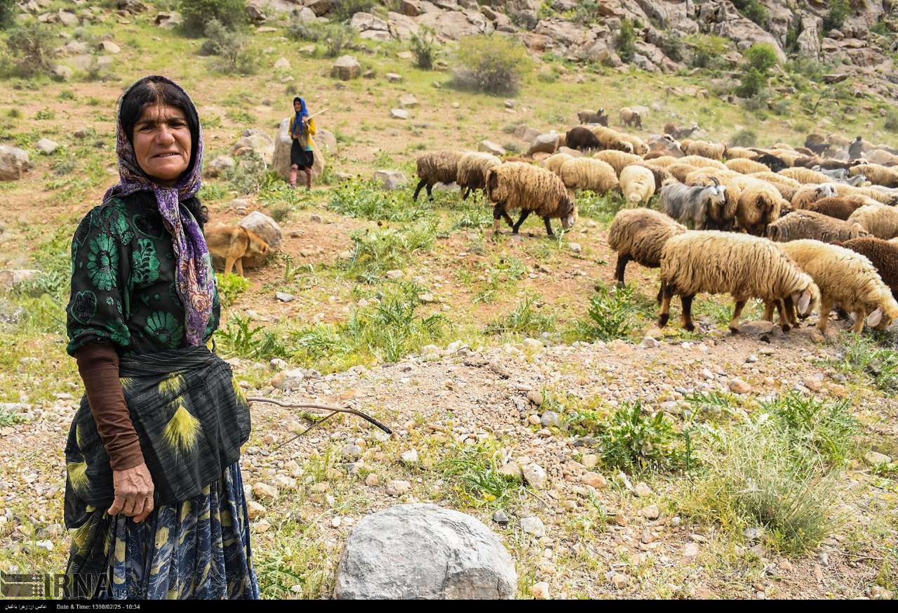 ساماندهی طوایف کوچرو در فارس؛آغاز کوچ پاییزه عشایر از ۱۵آبان ماه