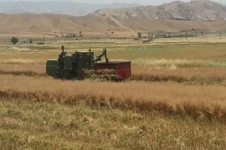 برداشت كلزا در باشت آغاز شد برداشت كلزا در باشت آغاز شد