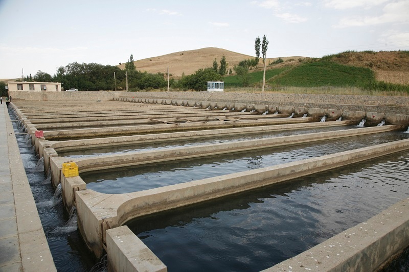 پرورش دهندگان ماهي در كردستان 21 ميليارد ريال تسهيلات دريافت كردند
