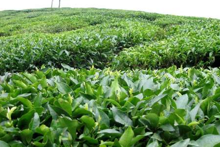 37 هزار تن برگ سبز چای درجه یك خریداری شد