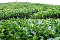 37 هزار تن برگ سبز چای درجه یك خریداری شد