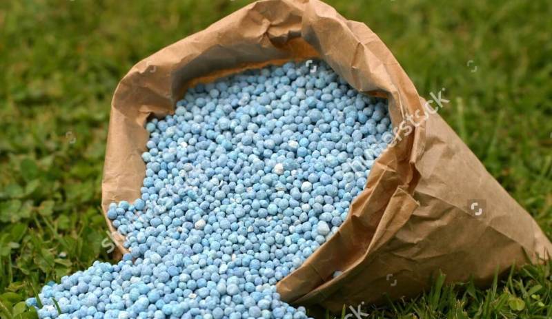 توزيع 20 تن كود حمايتي رايگان بين شاليكاران رشت توزيع 20 تن كود حمايتي رايگان بين شاليكاران رشت